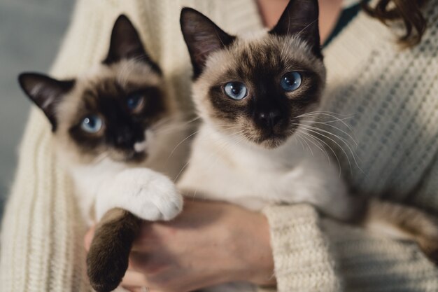 Portrait two identical siamese cats