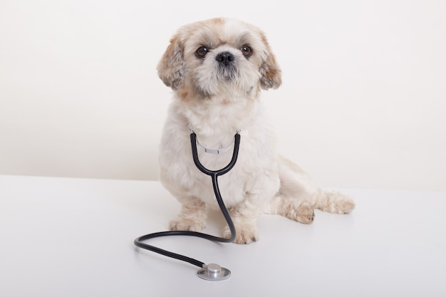 Portrait of vet pekingese dog isolated