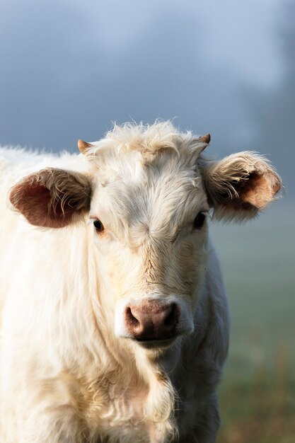 Portrait of white cow an fog in autumn