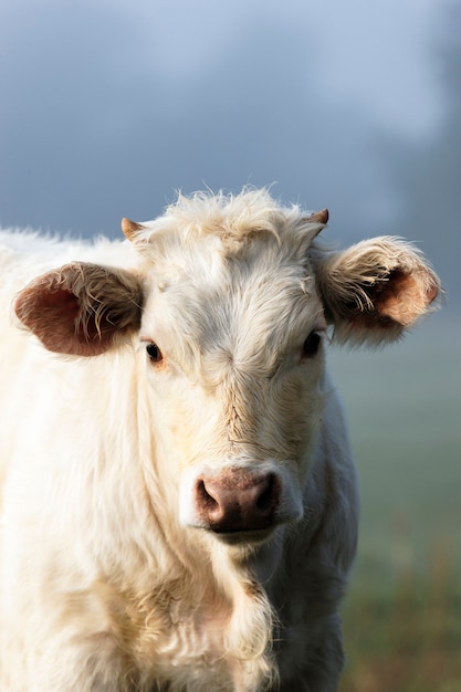 Portrait of white cow an fog in autumn
