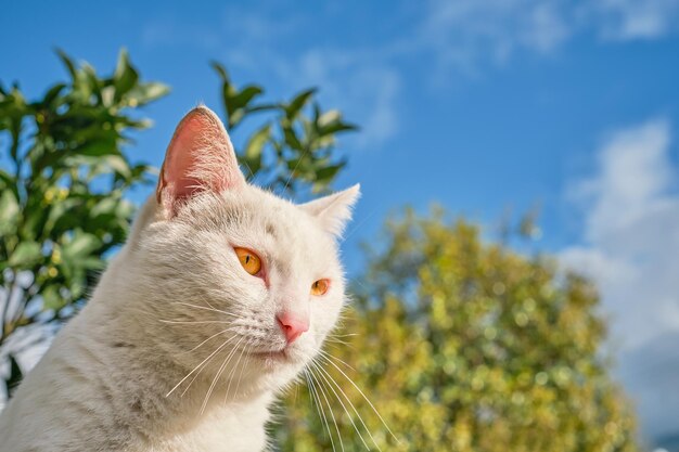 Portrait of a white domestic cat the pet sits on a fence looks away from the camera Closeup of a domestic cat selective focus Homeless animal care urban environment ecology