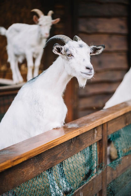 Free photo portrait of a white goat in the barn