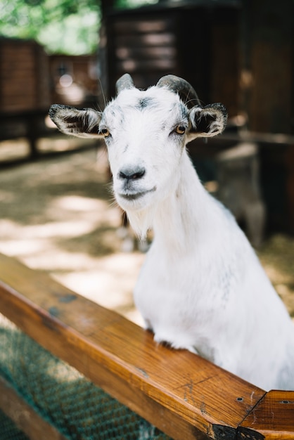 Portrait of white goat