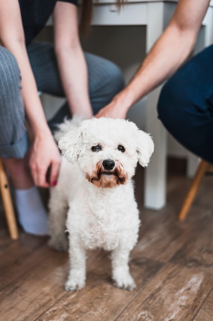 Free photo portrait of white lovely toy poodle