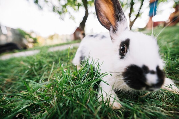 Portrait of white rabbit playing on green grass