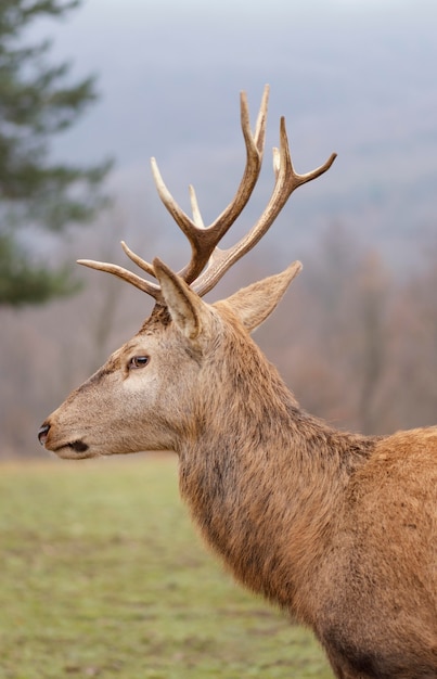 Portrait of wild deer in the forest