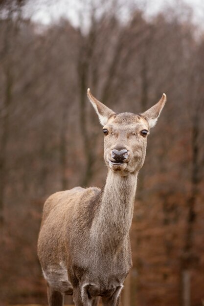 Portrait of wild deer in the forest