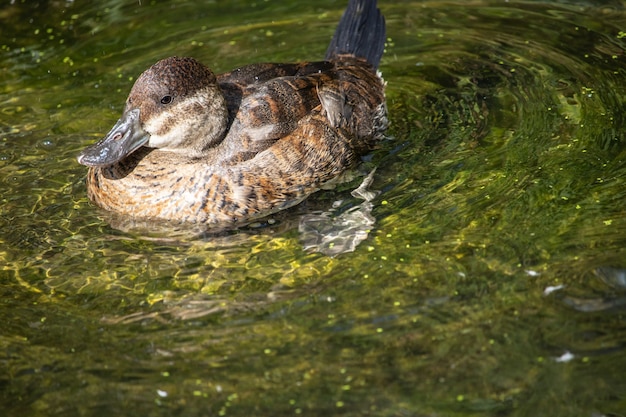 Portrait of wild duck swimming on the water