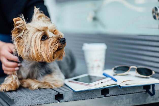 Portrait of Yorkshire Terrier dog siting on the bench, fashion concept. With his woman.