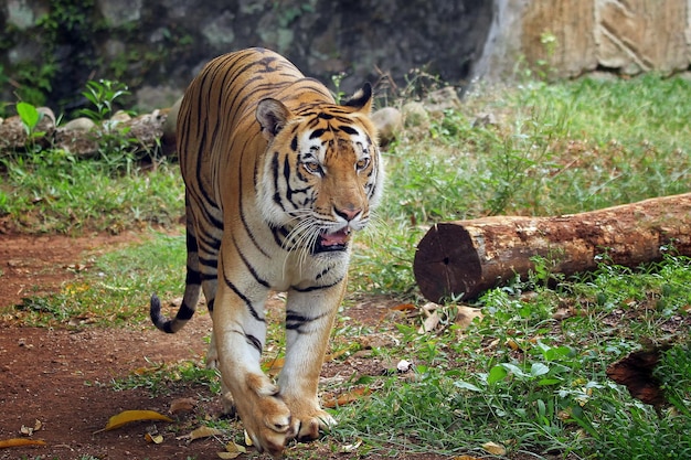 Portrait of young bengal tiger Closeup head Bengal tiger Male of Bengal tiger closeup