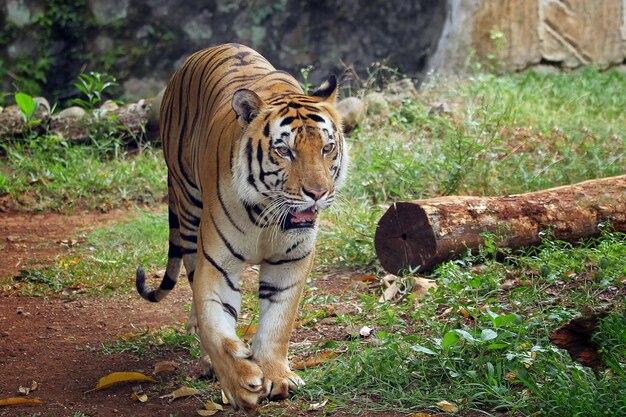 Portrait of young bengal tiger Closeup head Bengal tiger Male of Bengal tiger closeup