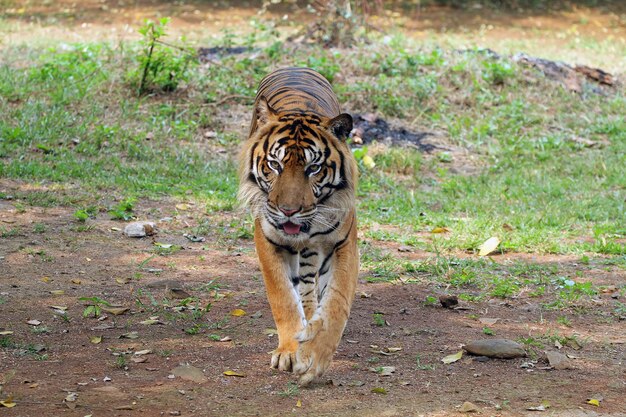 Portrait of young bengal tiger Closeup head Bengal tiger Male of Bengal tiger closeup