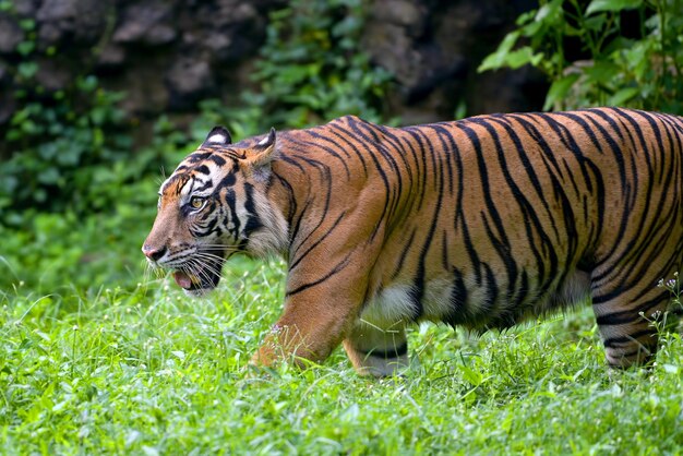 Portrait of young bengal tiger Closeup head Bengal tiger Male of Bengal tiger closeup