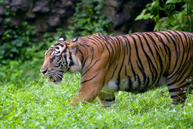 Portrait of young bengal tiger Closeup head Bengal tiger Male of Bengal tiger closeup