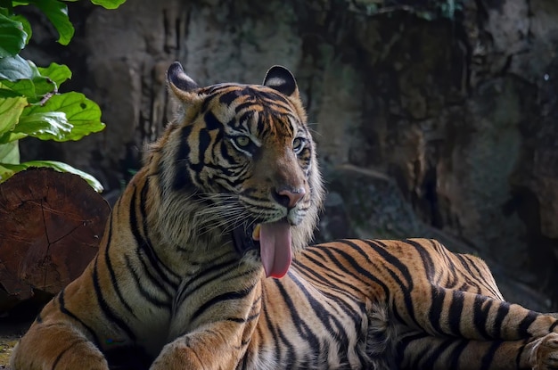 Портрет молодого бенгальского тигра Крупный план головы бенгальского тигра