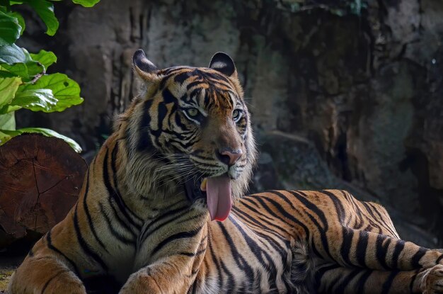 Portrait of young bengal tiger Closeup head Bengal tiger