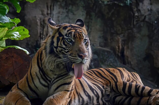 Портрет молодого бенгальского тигра Крупный план головы бенгальского тигра