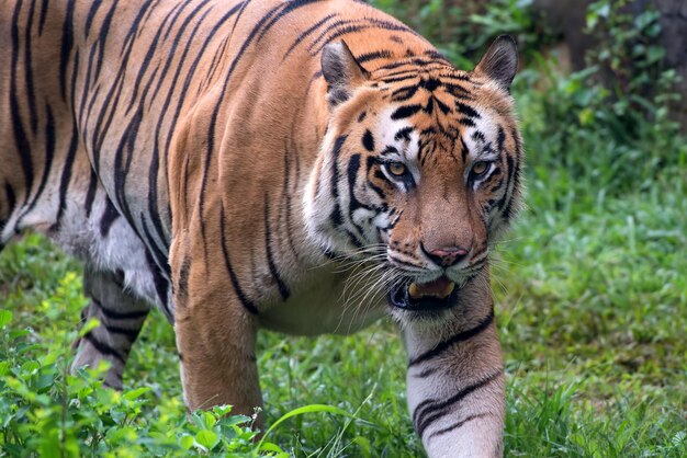 Portrait of young bengal tiger closeup tiger