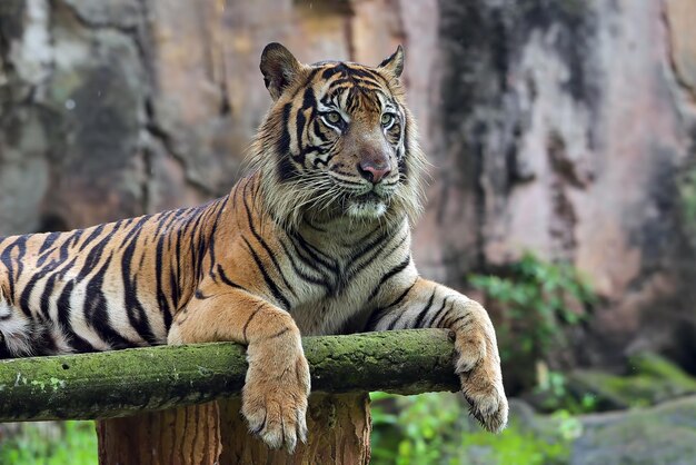 Portrait of young bengal tiger