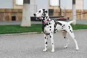 Free photo portrait of a young dalmatian dog on a city street, a white beautiful dotted dog walks, copy space