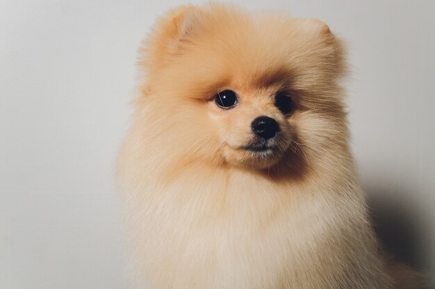 ポメラニアンスピッツのかわいいふわふわ子犬の肖像画 白の小さな笑顔の犬 プレミアム写真