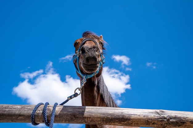 Портрет лошади на ферме с голубым небом на заднем плане