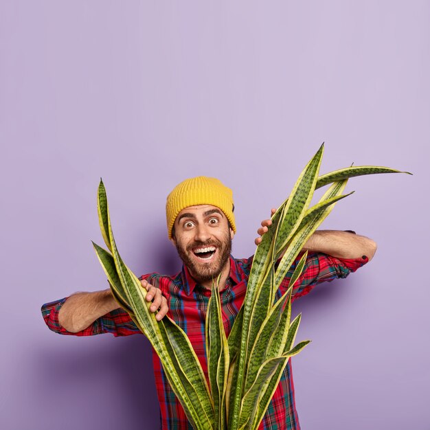 Positive European man with stubble, looks through sansevieria or snakeplant, wears yellow hat and checkered shirt, poses against purple background.