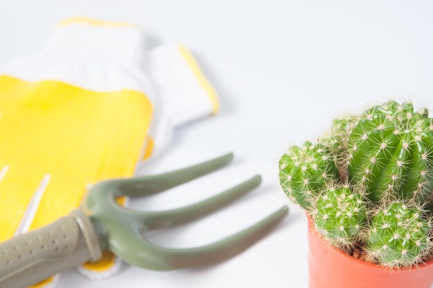 Pot of cactus and garden tools isolated on white background