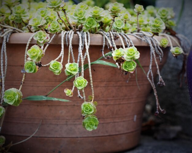 Pot hung eith green flowers