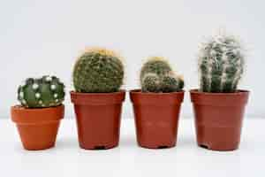 Free photo pot of plants aligned on table