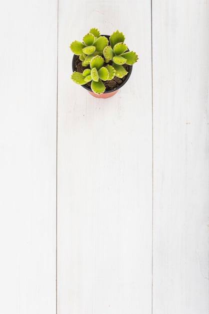 Pot with succulent on table