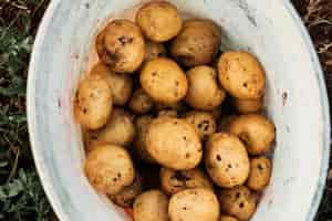 Foto gratuita raccolta di patate in un secchio bianco