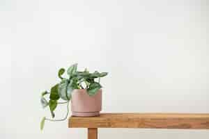 Free photo pothos plant in a pot on a bench