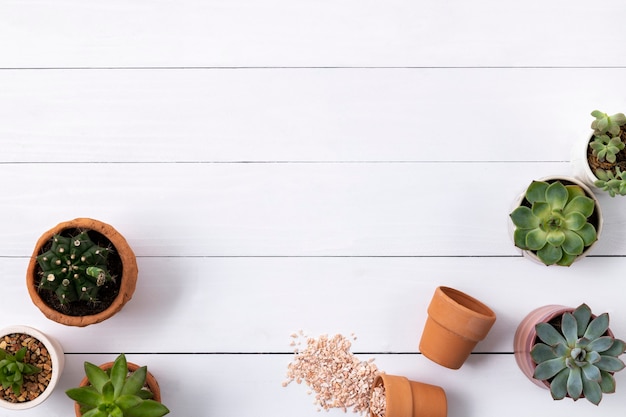 Potted cactus and succulent border flat lay with blank space