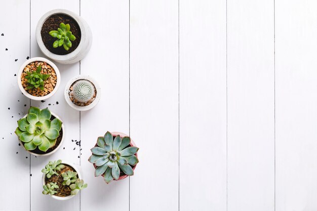 Potted cactus and succulent border flat lay with blank space