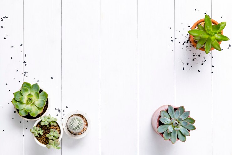 Free Photo potted cactus and succulent border flat lay with blank space