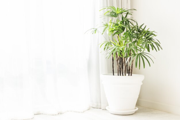 鉢植えの緑の植物