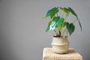 Potted house plant against gray wall background
