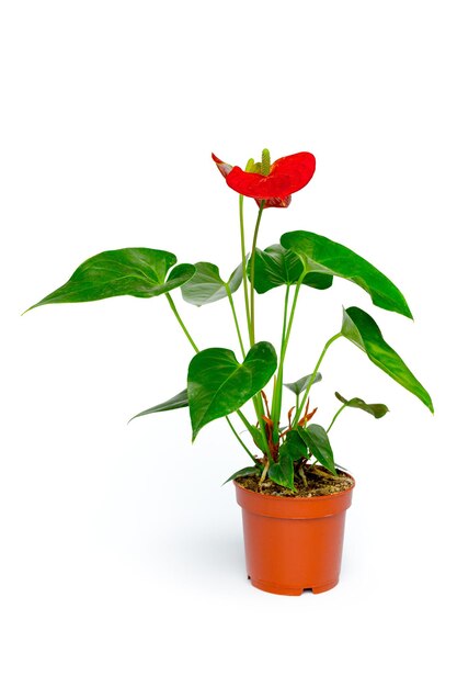 Potted house plant isolated in white background