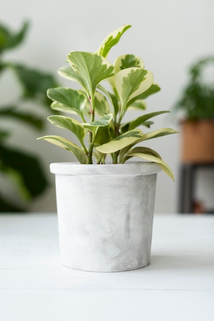 집에 화분에 심은 페페로미아 흰색 식물