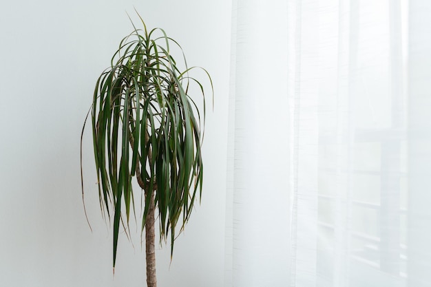 Free photo potted plant at home
