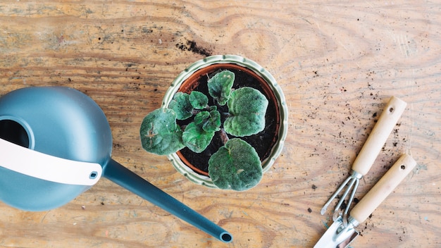 Potted plant near watering pot and tools