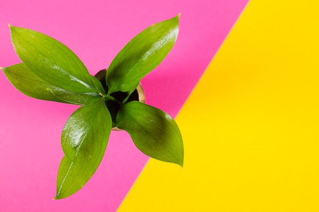 Бесплатное фото Горшечное растение на разноцветном фоне