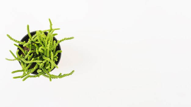 Potted plant on white background