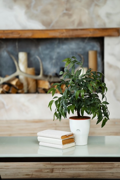 部屋のコーヒーテーブルに本と鉢植えの植物