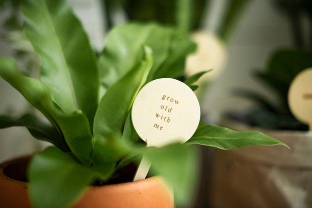 Free photo potted plant with a message grow old with me