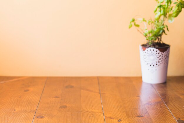 Potted plant on wooden surface