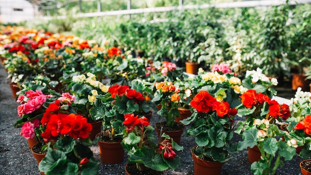 Potted plants with beautiful flowers growing in greenhouse