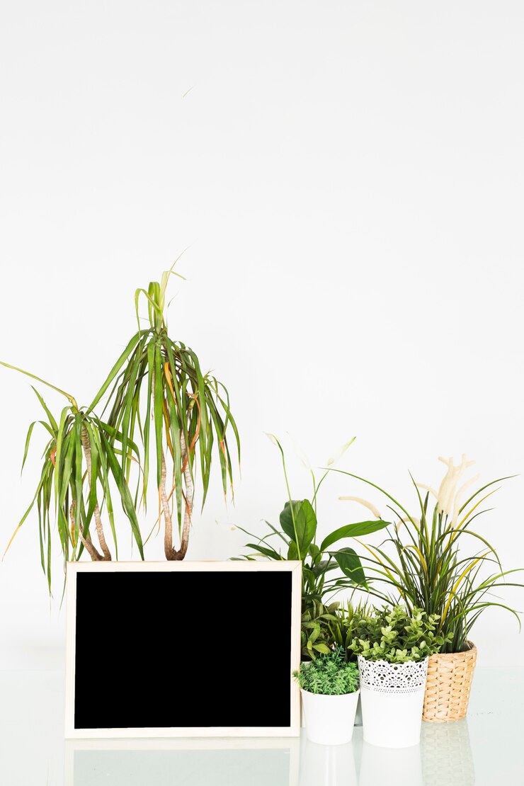 मुफ़्त फोटो potted plants with blank slate on desk