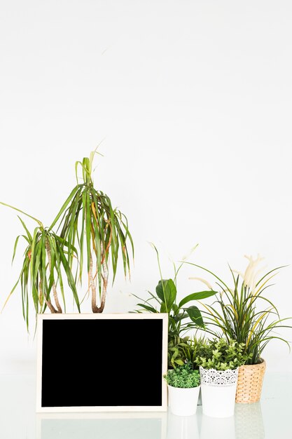 Potted plants with blank slate on desk